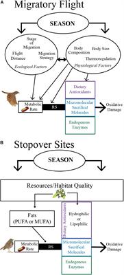 How Birds During Migration Maintain (Oxidative) Balance